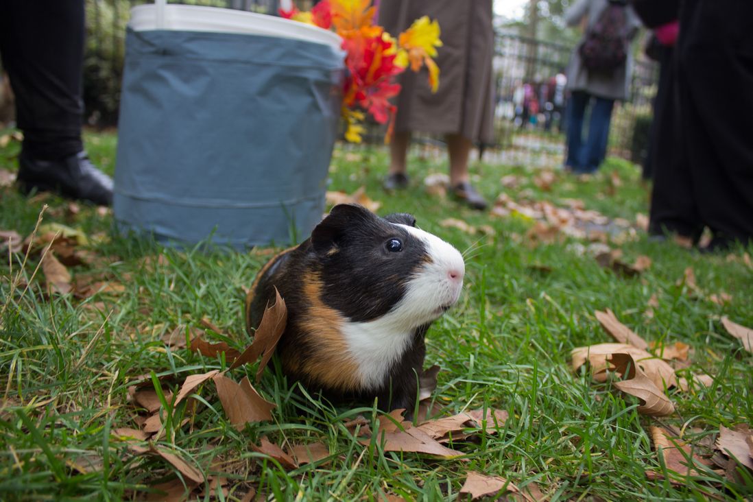 Cute guinea pig <br/>